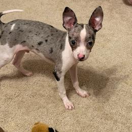 Mr King Charles toy size blue eyes - Merle male Chihuahua puppy in Las Vegas, Nevada from Quality Poms Chihuahua Yorkies of Las vegas