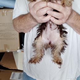 Emily - Chocolate, tan and white female Yorkshire Terrier puppy in Rogersville, Tennessee from Guys'N' Dolls Yorkshire Terriers