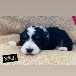 Girl 4 - Tri-color female Bernedoodle puppy in Sandy, Oregon from MC Doodles