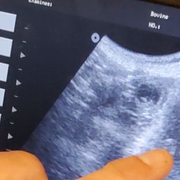 Poodle Puppies from Deborah Busch Poodles