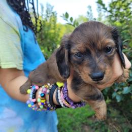 Magnolia - Dapple female Dachshund puppy in Round Lake Beach, Illinois from Doxie Dynasty