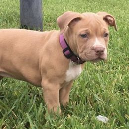 American Pit Bull Terriers from Prodigy Kennel