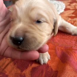 Yellow - Golden female Golden Retriever puppy in Bonanza, Oregon from Gold 'N Dust Ranch