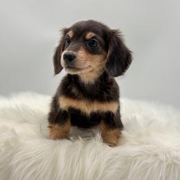 Petal - Black and cream female Dachshund puppy in Litchfield, Illinois from Charmm Dachshunds