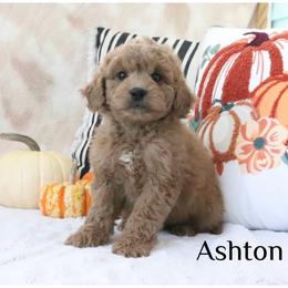 Ashton - Apricot male Goldendoodle puppy in Swartz Creek, Michigan from Michigan Doodles