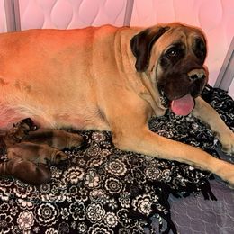 Vidalia - Brindle female Mastiff puppy in Carthage, Missouri from Mama’s Mastiffs