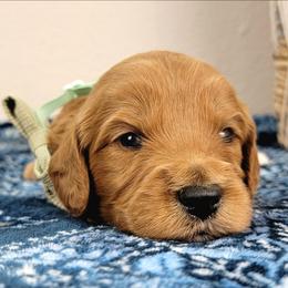 Isolde - Red female Bernedoodle puppy in Temecula, California from Oodles O'Doodles