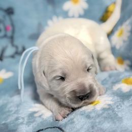 Light blue - Light golden male Golden Retriever puppy in Tylertown, Mississippi from Southern Paws, LLC