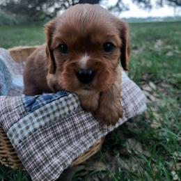 Napoleon (Trout) - Ruby male Cavalier King Charles Spaniel puppy in Stockdale, Texas from Great Oaks Farm Cavaliers
