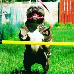 Ivy - American Bully