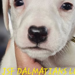 Steve - Dalmatian puppy in Conrath, Wisconsin from JSF Dalmatians LLC