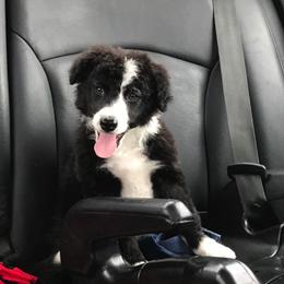 Border Collie Puppies from Ferguson Border Collies