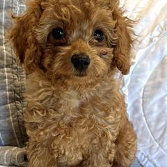 Violet - Red Cavapoo puppy in Alpine, Tennessee from Campbell's Cavapoos