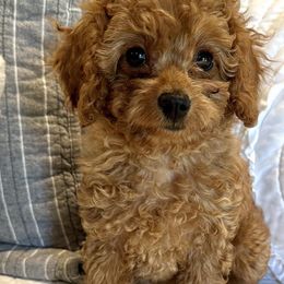 Violet - Red Cavapoo puppy in Alpine, Tennessee from Campbell's Cavapoos
