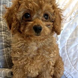 Violet - Red Cavapoo puppy in Alpine, Tennessee from Campbell's Cavapoos