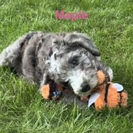 Bernedoodle Puppies from Sandra Bucher