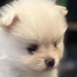 Pomeranians from Adorable PomPoms