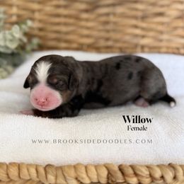 Willow - Blue merle female Bernedoodle puppy in Murrieta, California from Brookside Bernedoodles