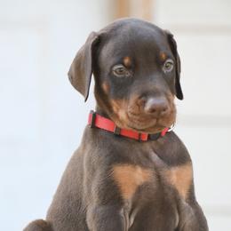 Ambrosia - Red and rust female Doberman Pinscher puppy in Overton, Texas from Obsidian Kennel
