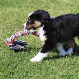 Miniature Australian Shepherd Puppies from Ridgestar Aussies