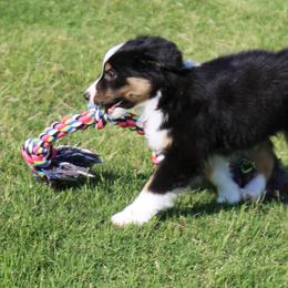 Miniature Australian Shepherd Puppies from Ridgestar Aussies