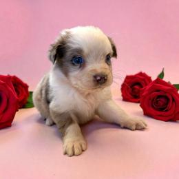 Pearl - Red merle female Australian Shepherd puppy in Statesville, North Carolina from Charming Australian Shepherds