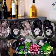 Mudi Puppies from Menagerie Mudis & More