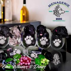 Mudi Puppies from Menagerie Mudis & More