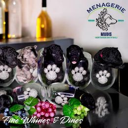 Mudi Puppies from Menagerie Mudis & More