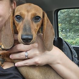 Scarlett - Dachshund