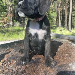 Zephyr - Brindle female Boxer puppy in Marion, Montana from Serendipity's European Boxers