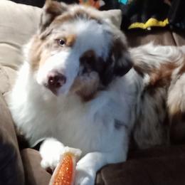 Australian Shepherd Puppies from Shadowood Australian Shepherds
