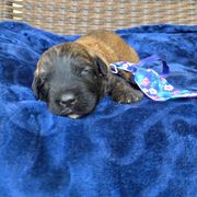 Jax's - Fawn male Bouvier des Flandres puppy in Buffalo, Missouri from Noble Bouviers