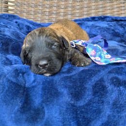 Jax's - Fawn male Bouvier des Flandres puppy in Buffalo, Missouri from Noble Bouviers
