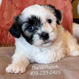 Aussiedoodles, Australian Shepherds, Bernedoodles, Sheepadoodles, and Shichons from V6 Ranch Dogs