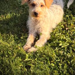 Benny - Red male Assorted Doodle Crosses puppy in Ohio from Holley Doodles