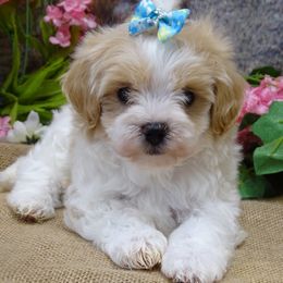 Maltipoo Puppies from Hearthside Meadow