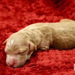 Labradoodle Puppies from Circle City Labradoodles