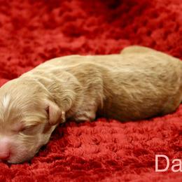 Labradoodle Puppies from Circle City Labradoodles