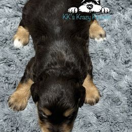 Liver red - Liver female Miniature Schnauzer puppy in Kaufman, Texas from KK’s Krazy Kennels