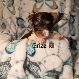 Grizz - Chocolate, tan and white male Yorkshire Terrier puppy in Clarksburg, Indiana from Hidden Gems Parti Yorkies