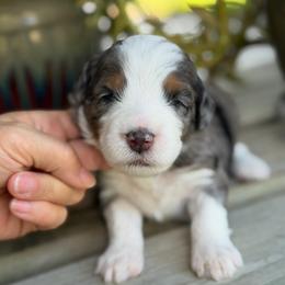 Candyland - Blue merle female Bernedoodle puppy in El Campo, Texas from Little Fur Friends Bernedoodles