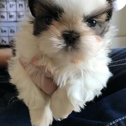 Shih Tzu Puppies from Willow Lane Shih Tzus