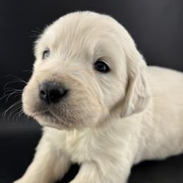 Sadie - Light golden female Golden Retriever puppy in Marshfield, Missouri from Charm Puppies