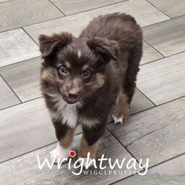 Doc - Red tri male Miniature Australian Shepherd puppy in Dowagiac, Michigan from Wrightway Wigglebutts