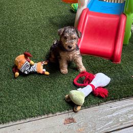 Daisy - Grizzle female Lakeland Terrier puppy in Mebane, North Carolina from Hi-Kel Terrydale Lakeland Terriers and Terrydale HK Airedales & Norfolk Terriers