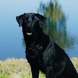 Sky - Labrador Retriever