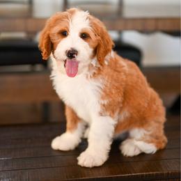 McLaren - Red male Bernedoodle puppy in Tucson, Arizona from Sun Valley Goldendoodles