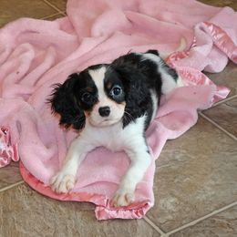 Maybell - Tri-color female Cavalier King Charles Spaniel puppy in Pleasant City, Ohio from cywood's ohio cavaliers