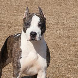 Eleanor - American Staffordshire Terrier